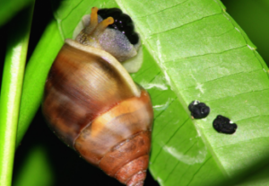 Exploring Nature Monday 12 pm (age guide 4 – 12)