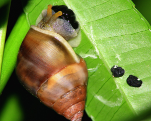 Exploring Nature Monday 12 pm (age guide 4 - 12)