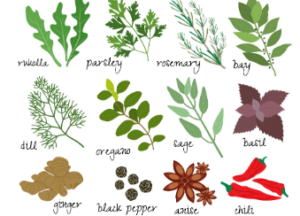 Herbalism for Beginners Friday 12pm (age guide 9 – 16)